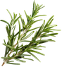 Extrait naturel de romarin